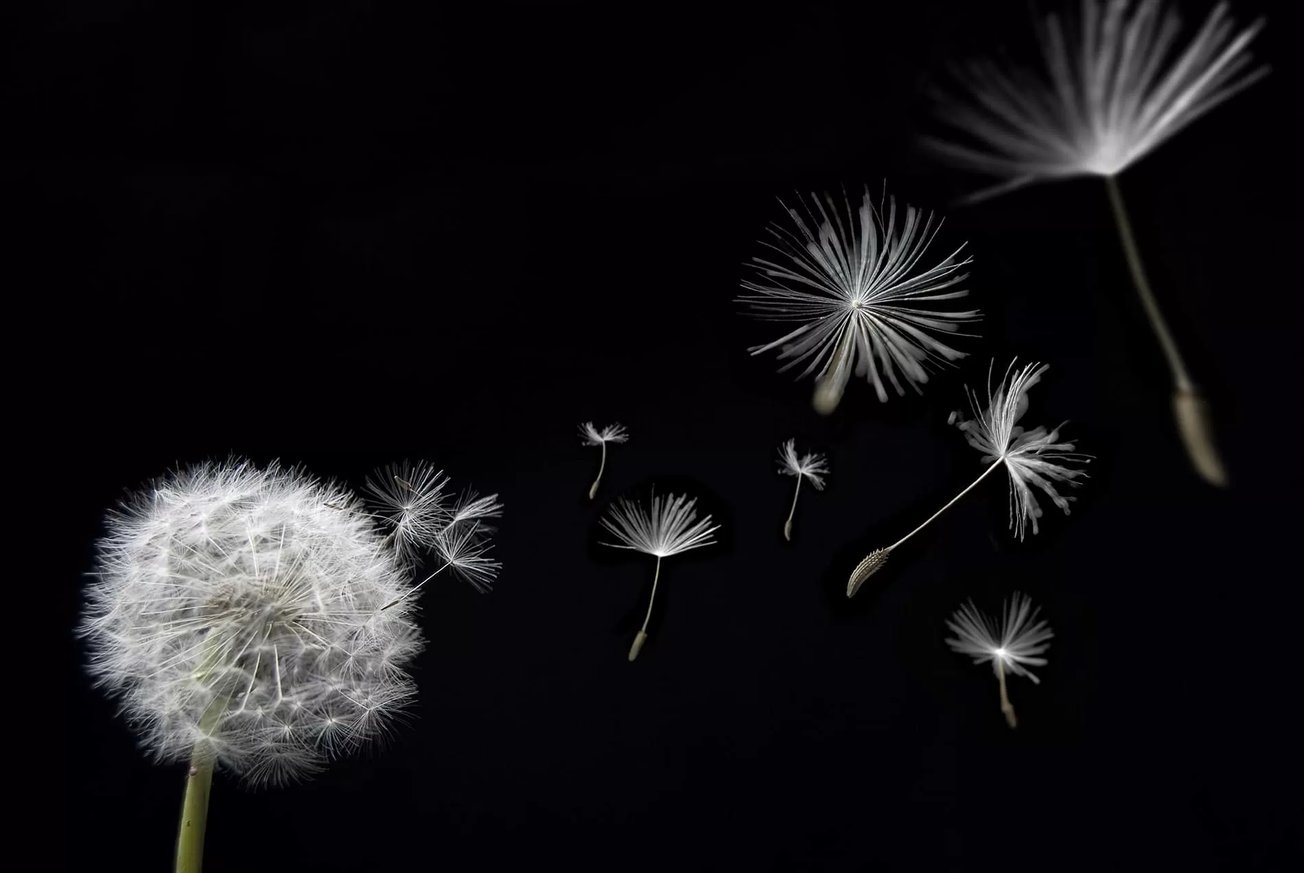 Taraxacum