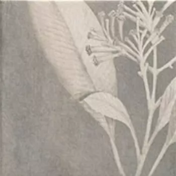 Керамогранит Soft Kamelia Grey 15x15