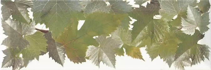 Плитка Decor Cenefa Hojas Blanco 10х30