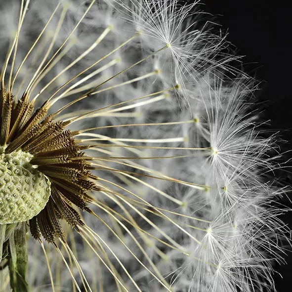 Плитка Декор Taraxacum 3 10х10