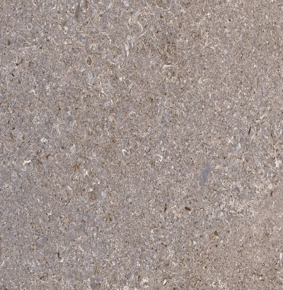 Плитка TP413625D Алькон серый 41x41