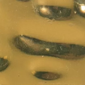 Мозаика GR 02G Gold 2x2 32.7x32.7